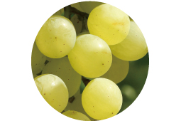 ロザリオビアンコ